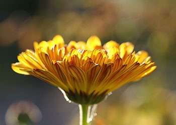 Gebührenordnung für Ärzte Dr. med Kyra Jooss