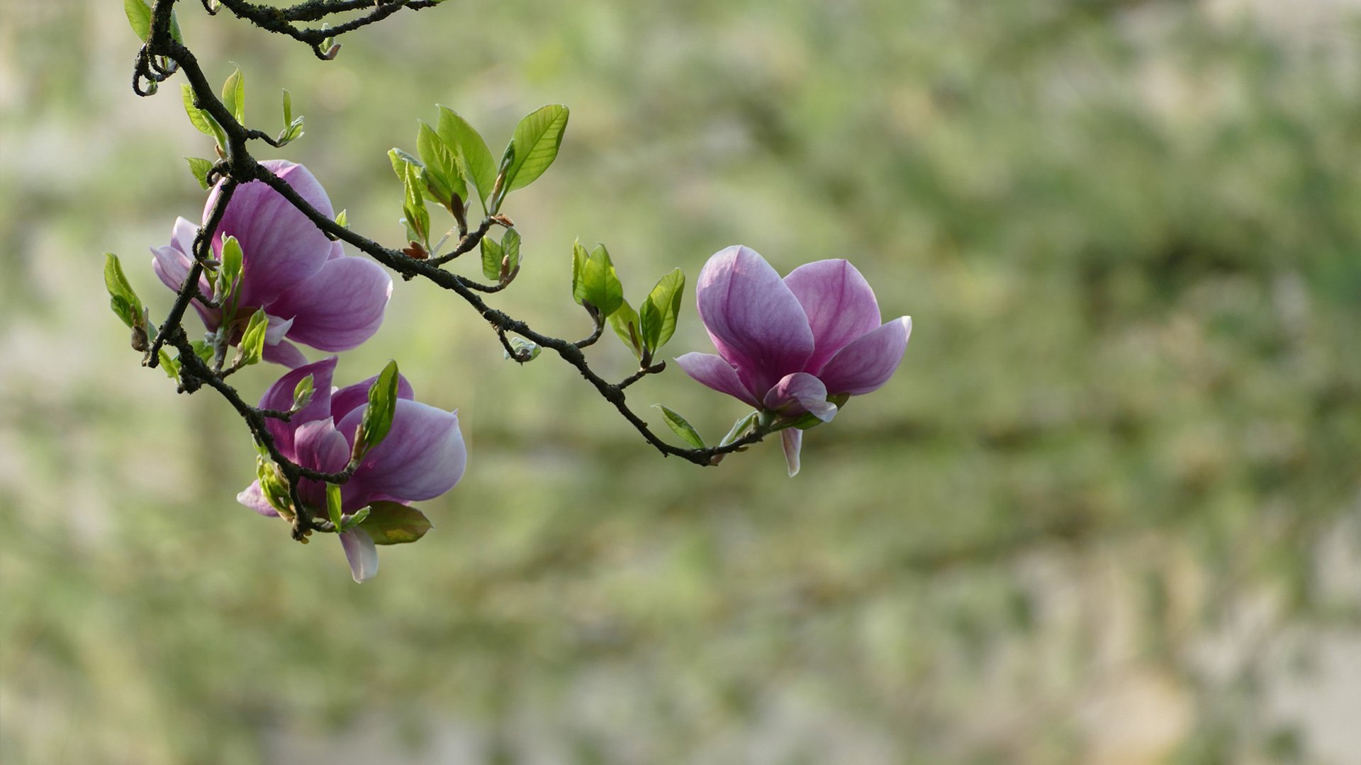 Psychotherapeut Gilching Dr. med. Kyra Jooss