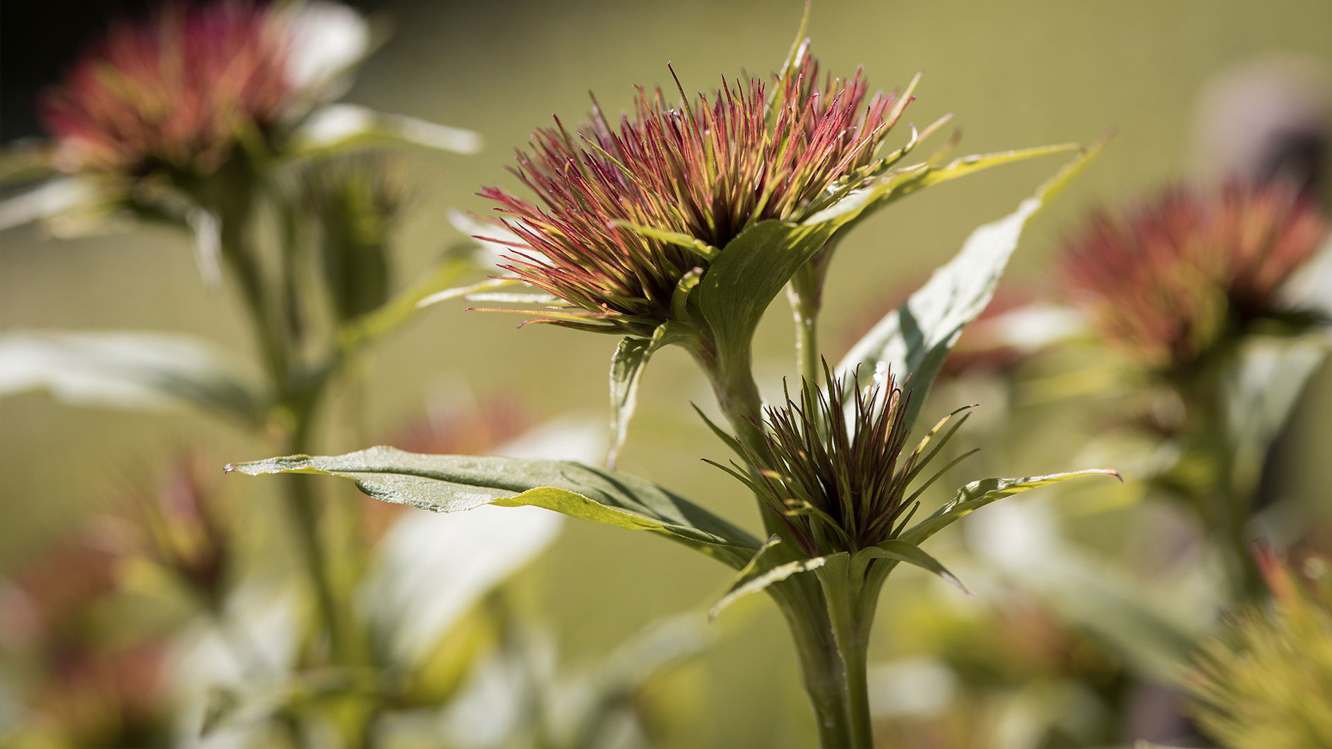 Dr. med. Kyra Jooß | Behandlungsschwerpunkte